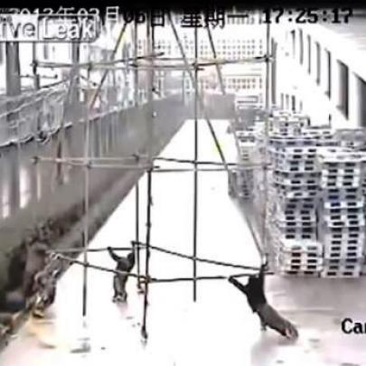 Trabalhadores chineses são eletrocutados com 10.000 volts: veja