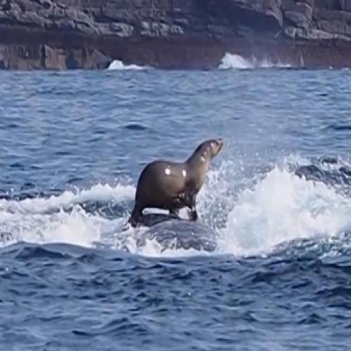 Essa foca estava surfando sobre uma baleia quando foi fotografada