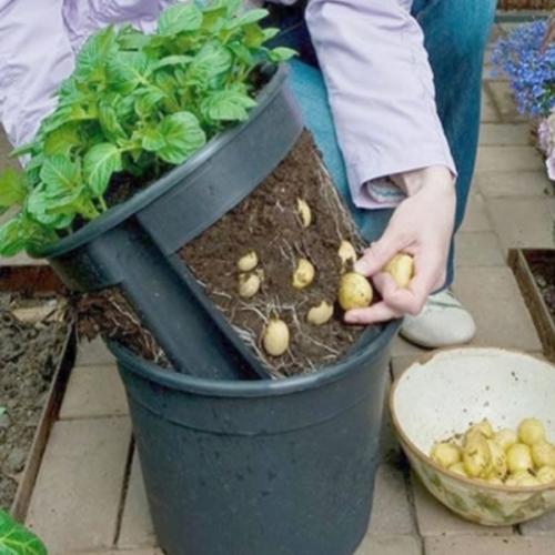 Como cultivar batatas em vasos