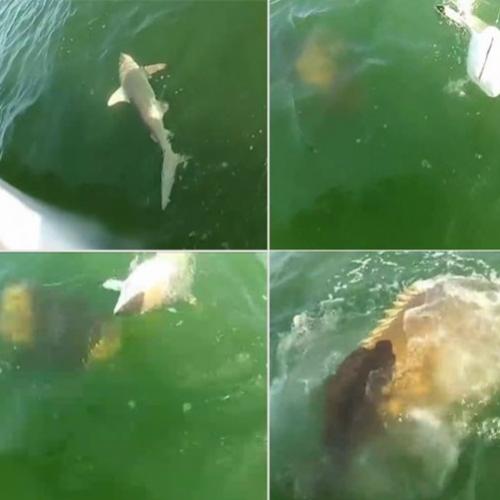 Vídeo gigante enorme engolindo tubarão adulto