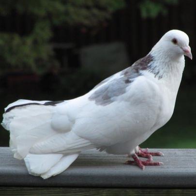 Conheça o Projeto Pigeon. Onde as aves eram usadas na guerra