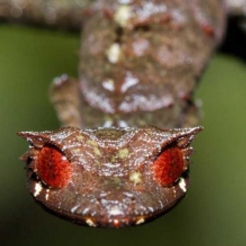 Que bicho é este? A feiosa lagartixa satânica rabo de folha.