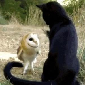 37 gifs animados de animais diferentes se relacionando