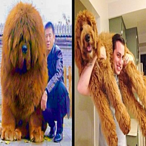 16 cães tão grandes que você não vai acreditar que são reais.