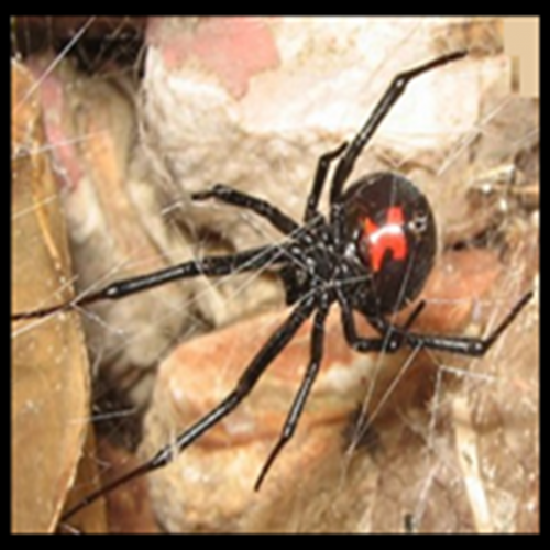 A viúva-negra é uma aranha perigosa 
