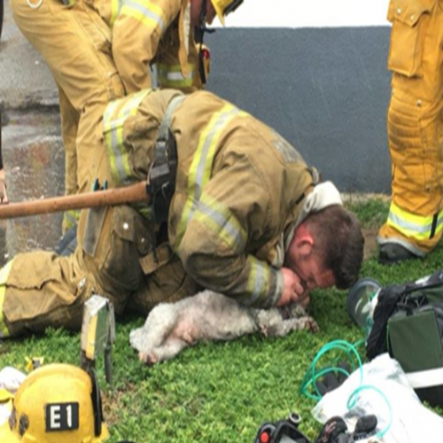 Cãozinho é resgatado das chamas e ressuscitado por bombeiro. 