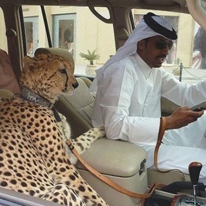 Dubai e suas extravagâncias (17 fotos)