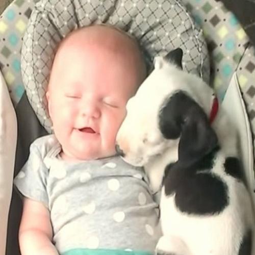 Amizade entre bebê e filhote de pitbull bomba na internet