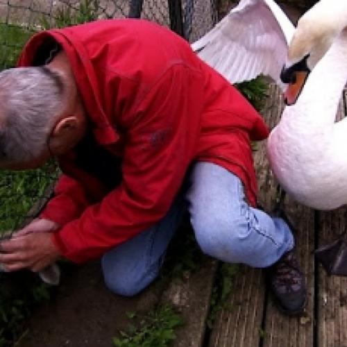 Homem tenta ajudar mas leva surra de um cisne