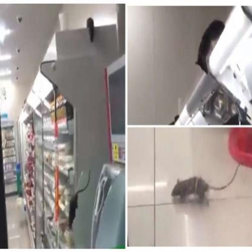 Vídeo mostra ratos fazendo a festa em supermercado e loja é fechada