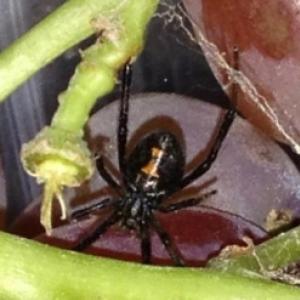 Americana encontra aranha viúva-negra em cacho de uva