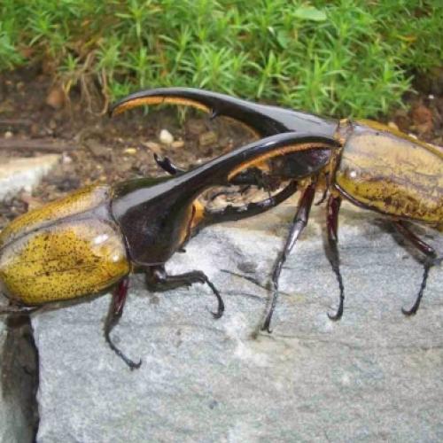 O besouro hércules: a força dos deuses