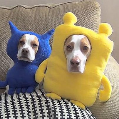 Dupla de cachorros vestindo as mais hilárias fantasias que você já viu