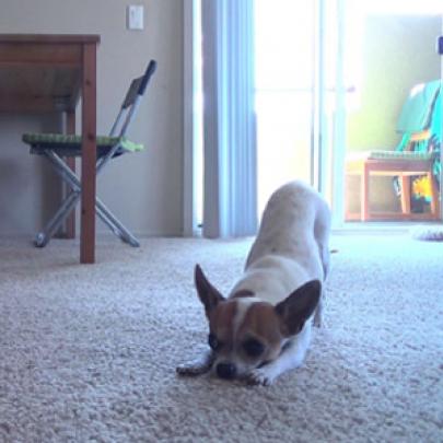 Chihuahua praticando Yoga que nem gente!
