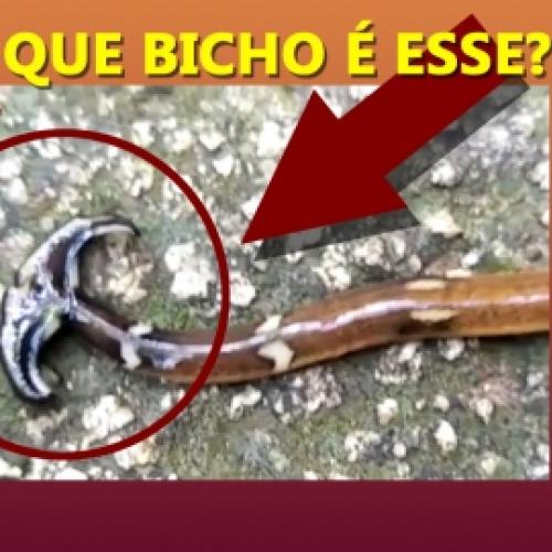 Que bicho é esse?