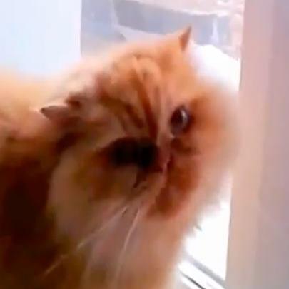 O gato mais revoltado que você já viu