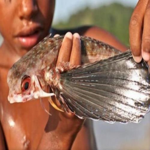 Peixe voador existe? Pescador flagra peixe planando em alto mar