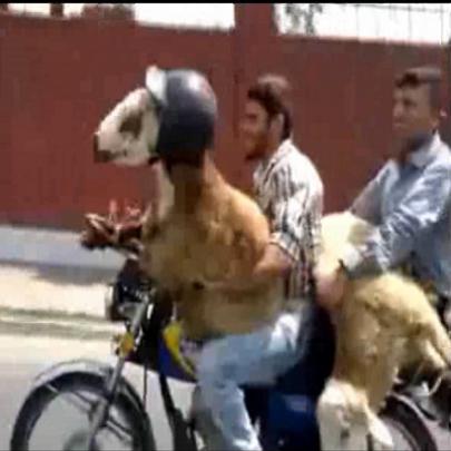 Levando os animais de estimação para um passeio.