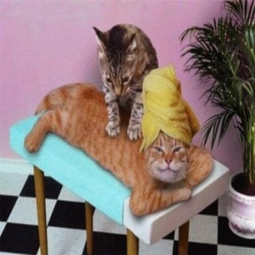 Gatinho faz massagem em gatinha e bomba na Net