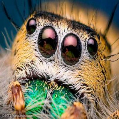 Medo! Confira essas fotos assustadoras de aranhas