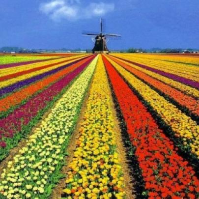 Belíssimos campos de flores na Holanda