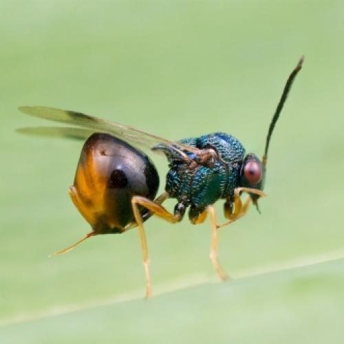 77 macro fotos incríveis de insetos