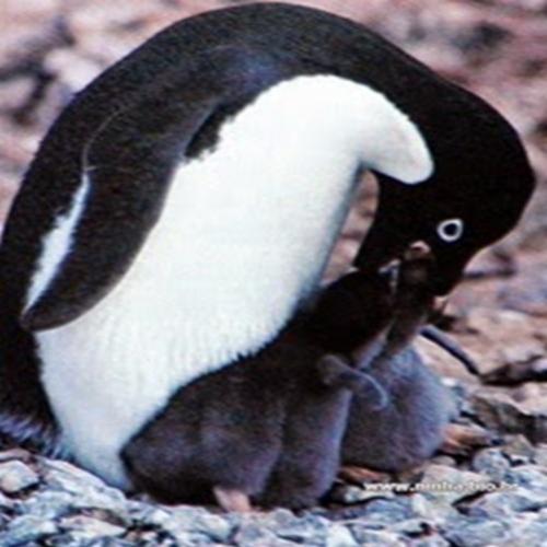 Pinguins-imperadores: dura tarefa de cuidar de seus filhotes