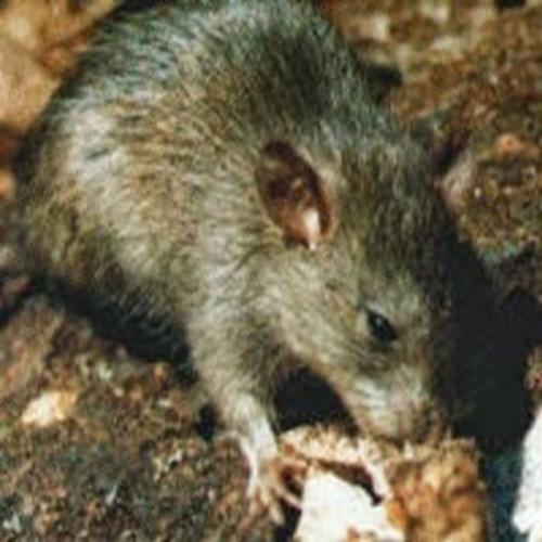 Leptospirose: contágio se dá pela urina do rato 