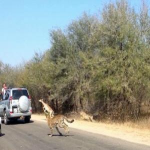 Impala pula na janela do carro para escapar Leopardo 