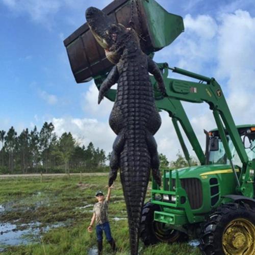 Jacaré gigante é capturado nos EUA e seu tamanho impressiona