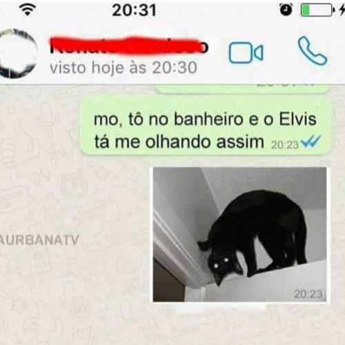 Que gato é esse?