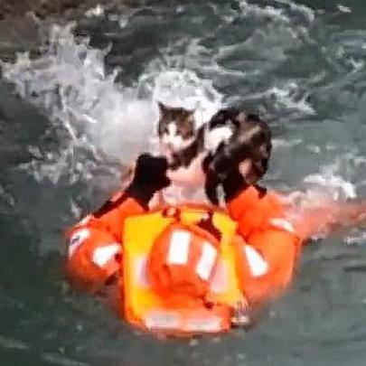 O dramático salvamento de um Gatinho dos motores de um enorme Barco!