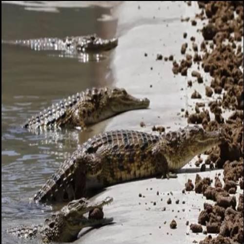 Pastor tenta imitar Jesus andando sobre água e acaba devorado por croc