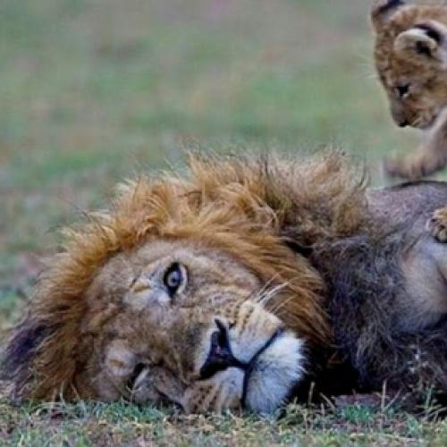 Filhotes de leão irritam seu pai que só quer dormir