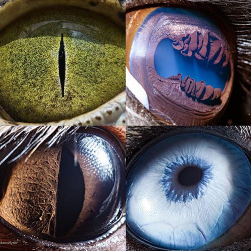 Fotos dos olhos de animais em detalhes com superzoom. Sensacional!