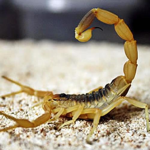 Top 5 escorpiões mais venenosos do mundo