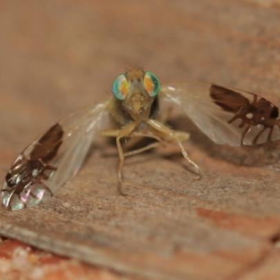 Esta mosca evoluiu e ganhou imagens de formigas em suas asas