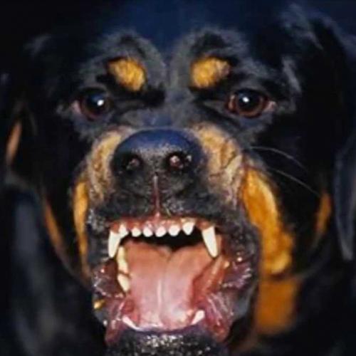 As 10 raças de cachorros mais perigosas do mundo