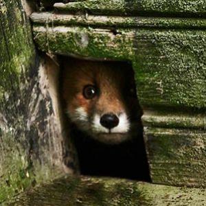 Animais vivendo em casas abandonadas.