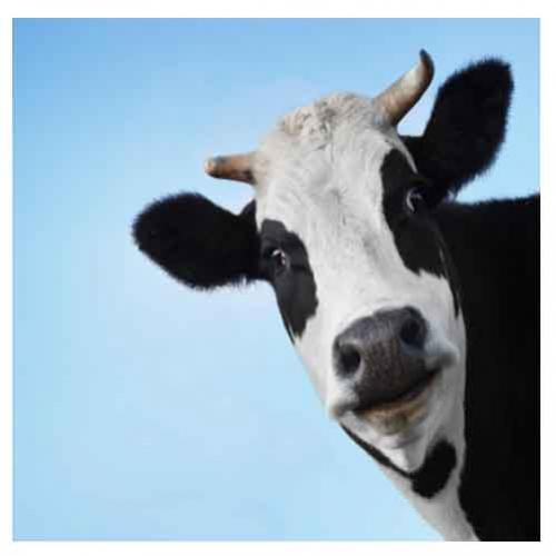 Porque as vacas engordam comendo apenas capim?