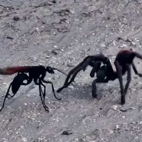 Tarântula ou vespa-caçadora: quem se dá melhor nesse confronto?
