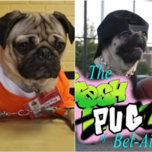 Cinco aberturas de séries famosas em versões fofinhas com Pugs