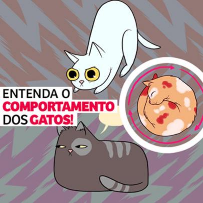 Entenda o comportamento dos gatos