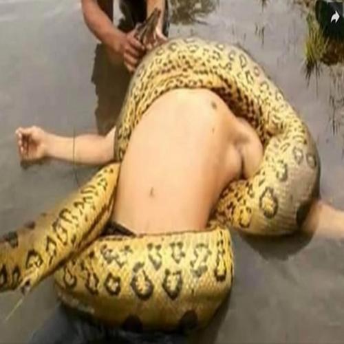 Veja um dos ataques mais assustadores da cobra “ANACONDA” 