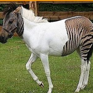 5 bizarros animais híbridos