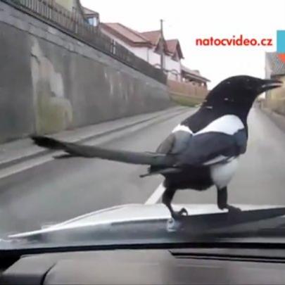 Pássaro faz um passeio no para brisas de carro
