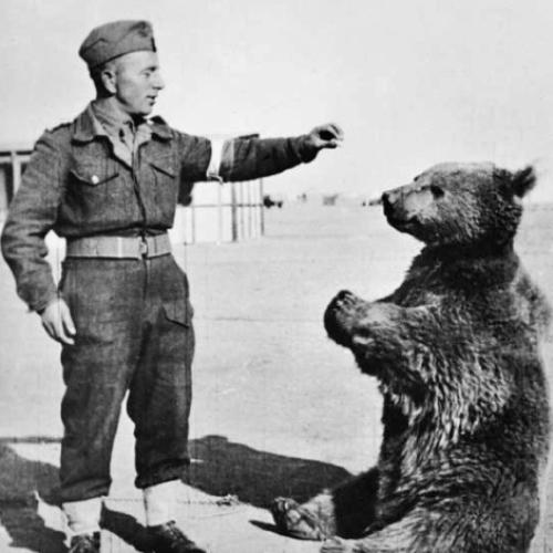 Os maiores guerreiros do mundo animal #2