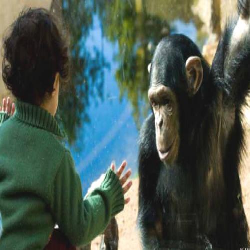 Quem é mais inteligente: uma criança ou um chimpanzé?