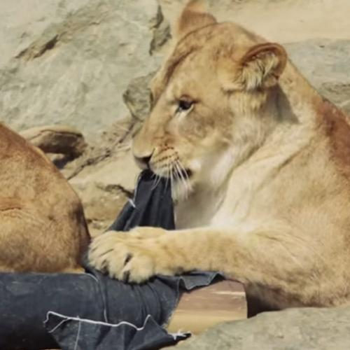 A calça jeans que é feita por animais selvagens