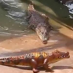 Crocodilos não sabem brincar